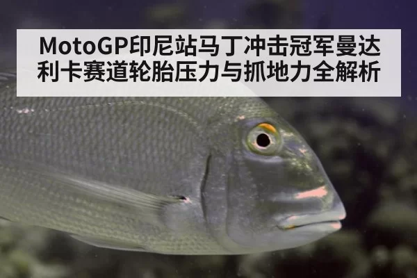 MotoGP印尼站马丁冲击冠军曼达利卡赛道轮胎压力与抓地力全解析